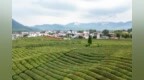 浮梁县：茶旅融合（图）