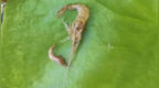广东有多热？网友养的虾被热成虾干