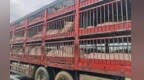 鹰潭高速上40余头生猪中暑，幸好他们来了