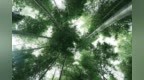 一管竹箫半部光阴！奉化守艺人，吹彻千年的回响