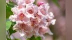 临沂：楸树花开
