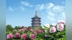 洛阳牡丹保护发展模式入选全国典型案例