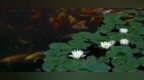 烟雨曹州，藏着菏泽最温柔的水墨诗意
