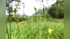 美姑：2000亩黄花菜孕育着丰收的希望