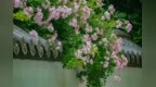 临沂：蔷薇花盛开出墙来