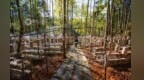 荒山密林蝶变“绿色银行” 广昌县大力发展林下经济