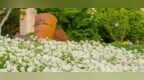 顶级浪漫！烟台满城花“蔷”美翻了