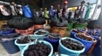 涉泡药杨梅，漳州龙海对23名党员干部问责