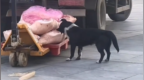 超市运送猪肉时，一只狗跑来啃食，搬运工在跟前却未制止