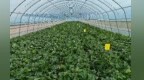 甜瓜飘香俏销市场　甘肃泾川“甜蜜事业”增收致富