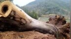 人民网：“挪死”古树，长不出“政绩”