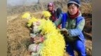 最新全国名特优新农产品名录来了　甘肃一批好物上榜