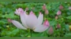 永新县：夏日荷花开（图）