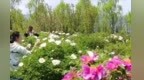 金色花海醉游人：解锁甘肃夏日里的“诗与远方”