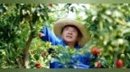 分宜县：杨梅红满枝 果农采摘忙（图）