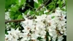 又逢故乡洋槐花儿开