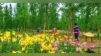 南昌县：百合花开 芬芳满园（图）