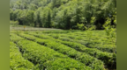 陇南茶产叶如何提质增效　良策给出好办法