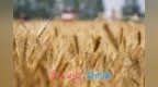 从一季夏收，窥见济南现代农业崛起之路