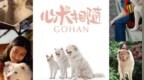 电影《心犬相随》定档6月26日 温暖治愈感动全球