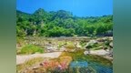 草木葱茏满目新 邂逅山野好风光
