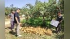 韩城紧抓套袋关键期 排查极端天气稳生产