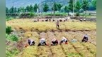 道地药材！象贝进入集中采收季