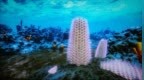 将苔藓动物起源向前推进至少5000万年！汉中最新发现