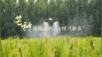 芒种，道地山药这样“补养”