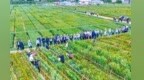 【甘快看】甘肃省筑牢全国小麦条锈病源头防控科技高地