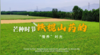 芒种，铁棍山药的“慢养”时光