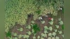 甘肃成县田间奏响丰收曲