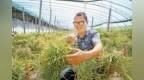 天津市农科院花椰菜良种在衡水市武强县完成首次繁育