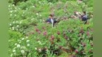 兰州新区牡丹圈粉游客