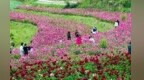 甘肃西和：芍药花开乡村美