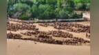 敦煌骆驼“上班”限时5小时　景区启用智能排队系统