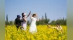 甘肃肃州油菜花海催热乡村游