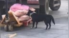 超市运送的猪肉被狗啃食，工人视而不见，官方通报