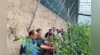 科技特派员下乡传技艺　甘肃崆峒助农增收有办法