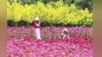 黄河岸边花如海　甘肃永靖初夏“醉”游人