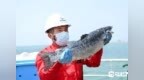 “游”出深海 山东深海三文鱼“跃”上大众餐桌