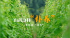 芒种，山药这样“补养” 真得很“绿色