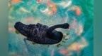 枣庄台儿庄双龙湖湿地“明星居民”黑天鹅成生态新名片
