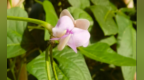 盐城文学院特稿 | 李华林：市井凡花