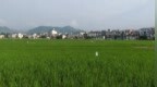 上饶市249万亩早稻田间管护进入决定产量的关键阶段，力争实现稳产丰产
