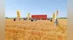 杨凌农科耀三秦 | 一粒“金种子”凭“稳”字征服旱区