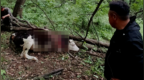 野生东北虎咬死黄牛，村干部称村民与虎对视爬树打求救电话腿吓软