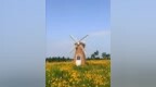 满目鎏金！东营金鸡菊盛放，初夏氛围感拉满！