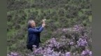 甘肃天祝：杜鹃花开引客来