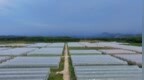 白沙：蔬菜基地迎采收 稳产保供促增收